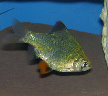 Green Tiger Barb - Quantity of 3